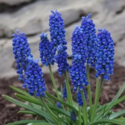 New Perlehyacinth løg - Sæt med 100 - Muscari armeniacum - Blomsterløg - Blå Frø