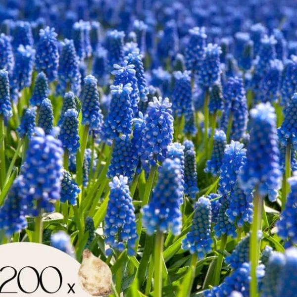 Frø^Perlehyacinth løg - Sæt med 200 - Muscari armeniacum - Blomsterløg - Blå