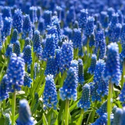 Frø^Perlehyacinth løg - Sæt med 200 - Muscari armeniacum - Blomsterløg - Blå