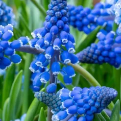 Frø^Perlehyacinth løg - Sæt med 200 - Muscari armeniacum - Blomsterløg - Blå