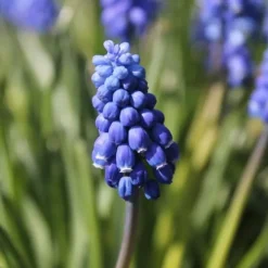Frø^Perlehyacinth løg - Sæt med 200 - Muscari armeniacum - Blomsterløg - Blå