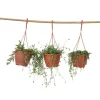 Krukkeplanter Indendørs^Perlekedde - Sæt af 3 - Senecio - ø 12cm