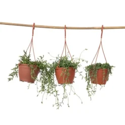 Krukkeplanter Indendørs^Perlekedde - Sæt af 3 - Senecio - ø 12cm