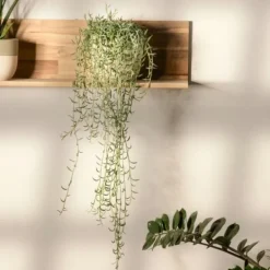 Krukkeplanter Indendørs^Perlekedde - Sæt af 3 - Senecio - ø 12cm