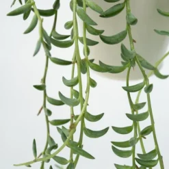 Krukkeplanter Indendørs^Perlekedde - Sæt af 3 - Senecio - ø 12cm