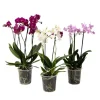 Krukkeplanter Indendørs^Phalaenopsis orkidé - Mix af 3 - Phalaenopsis Multiflora - Højde 35-45cm - ⌀12cm