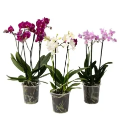 Krukkeplanter Indendørs^Phalaenopsis orkidé - Mix af 3 - Phalaenopsis Multiflora - Højde 35-45cm - ⌀12cm