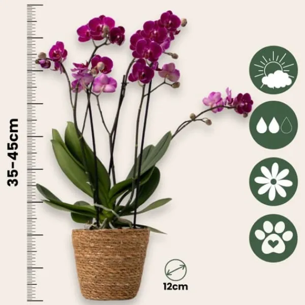 Krukkeplanter Indendørs^Phalaenopsis orkidé - Mix af 3 - Phalaenopsis Multiflora - Højde 35-45cm - ⌀12cm