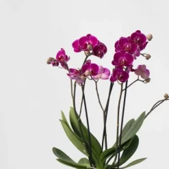 Krukkeplanter Indendørs^Phalaenopsis orkidé - Mix af 3 - Phalaenopsis Multiflora - Højde 35-45cm - ⌀12cm
