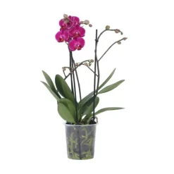 Krukkeplanter Indendørs^Phalaenopsis-orkidé - Phalaenopsis Multiflora - Højde 35-45cm - ⌀12cm