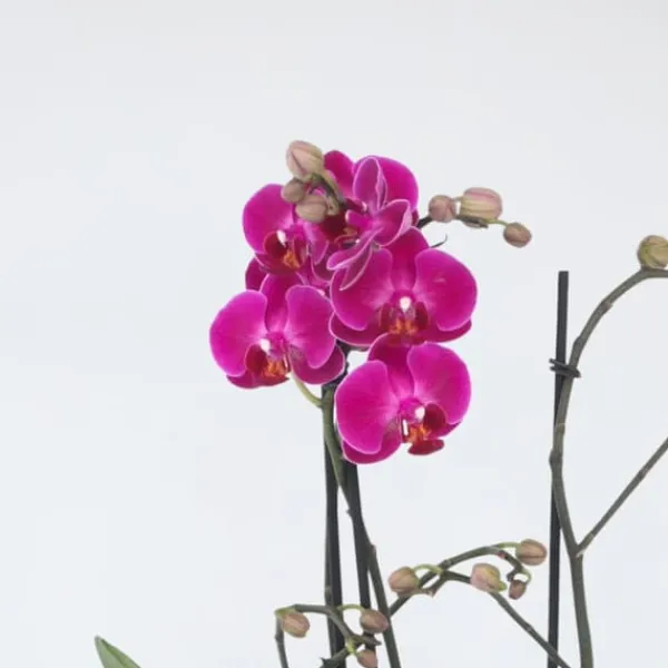 Krukkeplanter Indendørs^Phalaenopsis-orkidé - Phalaenopsis Multiflora - Højde 35-45cm - ⌀12cm