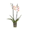 Krukkeplanter Indendørs^Phalaenopsis-orkidé - Phalaenopsis - Højde 50-60cm - ⌀12cm