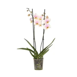 Krukkeplanter Indendørs^Phalaenopsis-orkidé - Phalaenopsis - Højde 50-60cm - ⌀12cm