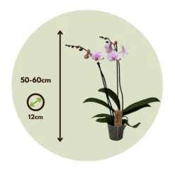 Krukkeplanter Indendørs^Phalaenopsis-orkidé - Phalaenopsis - Højde 50-60cm - ⌀12cm
