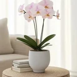 Krukkeplanter Indendørs^Phalaenopsis-orkidé - Phalaenopsis - Højde 50-60cm - ⌀12cm
