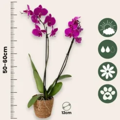 Phalaenopsis-orkidé - Phalaenopsis - Højde 50-60cm - ⌀12cm Krukkeplanter Indendørs