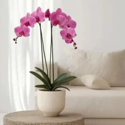 Phalaenopsis-orkidé - Phalaenopsis - Højde 50-60cm - ⌀12cm Krukkeplanter Indendørs