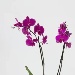 Phalaenopsis-orkidé - Phalaenopsis - Højde 50-60cm - ⌀12cm Krukkeplanter Indendørs