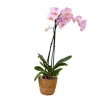 Krukkeplanter Indendørs^Phalaenopsis-orkidé - Phalaenopsis - Højde 50-60cm - ⌀12cm