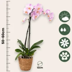 Krukkeplanter Indendørs^Phalaenopsis-orkidé - Phalaenopsis - Højde 50-60cm - ⌀12cm
