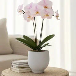 Krukkeplanter Indendørs^Phalaenopsis-orkidé - Phalaenopsis - Højde 50-60cm - ⌀12cm