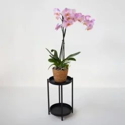 Krukkeplanter Indendørs^Phalaenopsis-orkidé - Phalaenopsis - Højde 50-60cm - ⌀12cm
