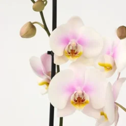 Krukkeplanter Indendørs^Phalaenopsis-orkidé - Phalaenopsis - Højde 50-60cm - ⌀12cm