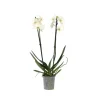 Online Phalaenopsis-orkidé - Phalaenopsis - Højde 50-60cm - ⌀12cm Krukkeplanter Indendørs