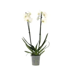 Online Phalaenopsis-orkidé - Phalaenopsis - Højde 50-60cm - ⌀12cm Krukkeplanter Indendørs