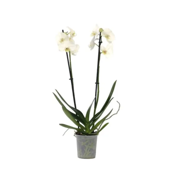 Online Phalaenopsis-orkidé - Phalaenopsis - Højde 50-60cm - ⌀12cm Krukkeplanter Indendørs