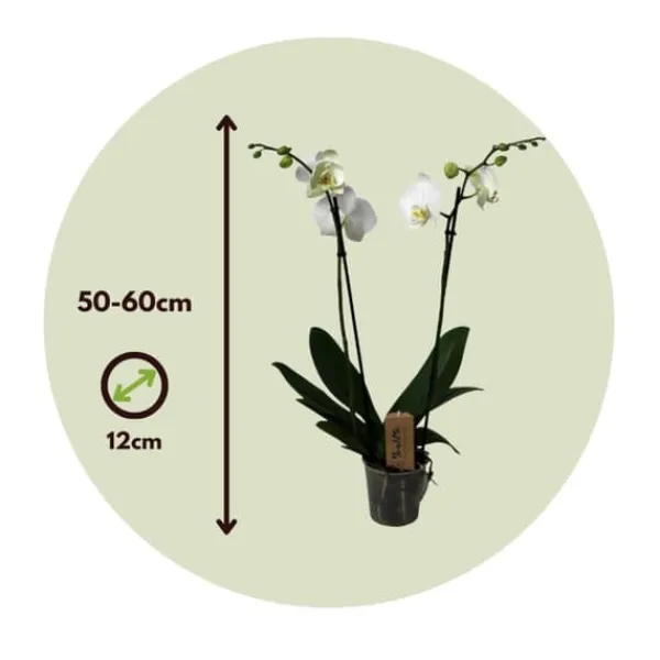 Online Phalaenopsis-orkidé - Phalaenopsis - Højde 50-60cm - ⌀12cm Krukkeplanter Indendørs