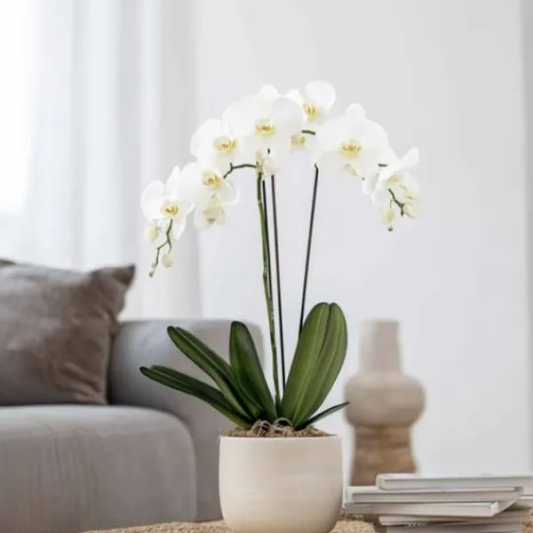 Online Phalaenopsis-orkidé - Phalaenopsis - Højde 50-60cm - ⌀12cm Krukkeplanter Indendørs
