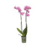 Online Phalaenopsis-orkidé - Phalaenopsis - Højde 50-60cm - ⌀12cm Krukkeplanter Indendørs