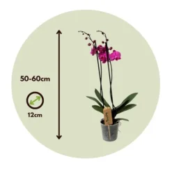 Online Phalaenopsis-orkidé - Phalaenopsis - Højde 50-60cm - ⌀12cm Krukkeplanter Indendørs