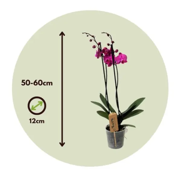 Online Phalaenopsis-orkidé - Phalaenopsis - Højde 50-60cm - ⌀12cm Krukkeplanter Indendørs