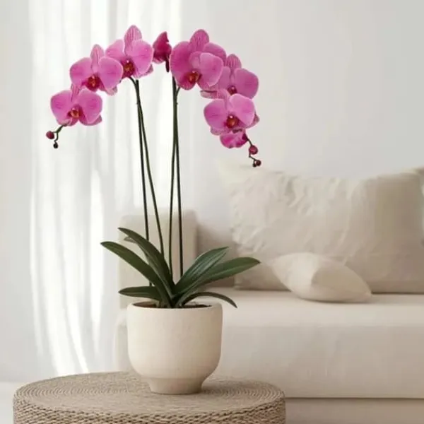 Online Phalaenopsis-orkidé - Phalaenopsis - Højde 50-60cm - ⌀12cm Krukkeplanter Indendørs