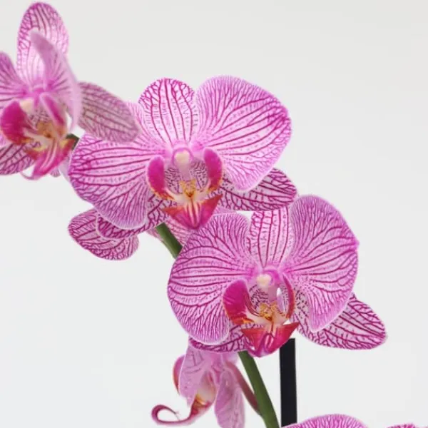 Online Phalaenopsis-orkidé - Phalaenopsis - Højde 50-60cm - ⌀12cm Krukkeplanter Indendørs