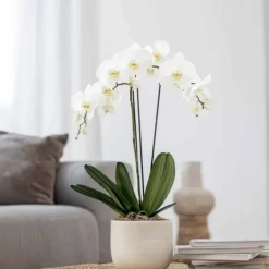 Krukkeplanter Indendørs^Phalaenopsis-orkidé - Phalaenopsis - Højde 50-60cm - ⌀12cm