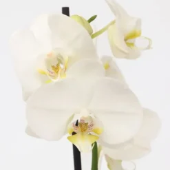 Krukkeplanter Indendørs^Phalaenopsis-orkidé - Phalaenopsis - Højde 50-60cm - ⌀12cm