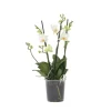 Phalaenopsis-orkidé - Phalaenopsis Multiflora - Højde 35-45cm - ⌀12cm Krukkeplanter Indendørs
