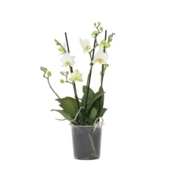 Phalaenopsis-orkidé - Phalaenopsis Multiflora - Højde 35-45cm - ⌀12cm Krukkeplanter Indendørs