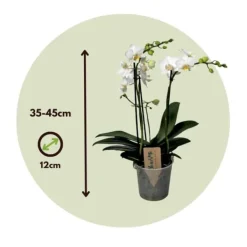 Phalaenopsis-orkidé - Phalaenopsis Multiflora - Højde 35-45cm - ⌀12cm Krukkeplanter Indendørs