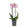Krukkeplanter Indendørs^Phalaenopsis-orkidé - Phalaenopsis Multiflora - Højde 35-45cm - ⌀12cm