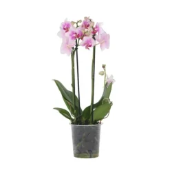 Krukkeplanter Indendørs^Phalaenopsis-orkidé - Phalaenopsis Multiflora - Højde 35-45cm - ⌀12cm