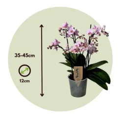 Krukkeplanter Indendørs^Phalaenopsis-orkidé - Phalaenopsis Multiflora - Højde 35-45cm - ⌀12cm