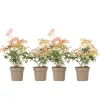 Discount Pieris - Sæt med 4 - Pieris 'Forest Flame' - Højde 25-40cm - ⌀17cm Buskads