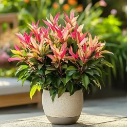 Discount Pieris - Sæt med 4 - Pieris 'Forest Flame' - Højde 25-40cm - ⌀17cm Buskads