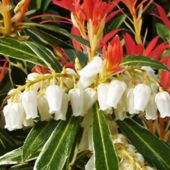 Discount Pieris - Sæt med 4 - Pieris 'Forest Flame' - Højde 25-40cm - ⌀17cm Buskads