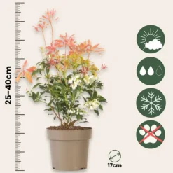 Clearance Pieris - Sæt med 2 - Pieris 'Forest Flame' - Højde 25-40cm - ⌀17cm Buskads