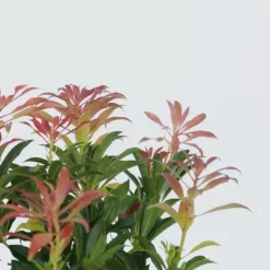 Clearance Pieris - Sæt med 2 - Pieris 'Forest Flame' - Højde 25-40cm - ⌀17cm Buskads